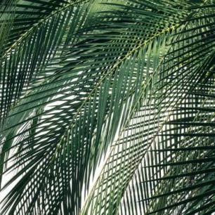 輸入壁紙 カスタム壁紙 PHOTOWALL / Palm Tree (e313416)