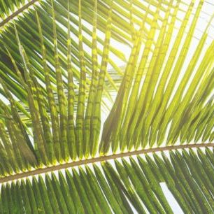 輸入壁紙 カスタム壁紙 PHOTOWALL / Sunlight trough Palm Leaf (e313889)