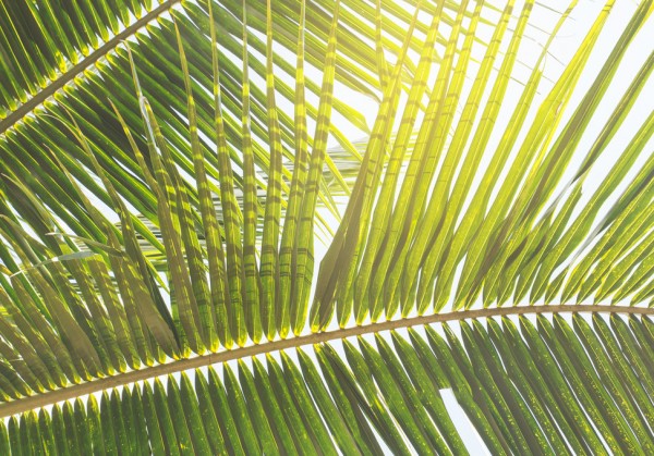 輸入壁紙 カスタム壁紙 PHOTOWALL / Sunlight trough Palm Leaf (e313889)