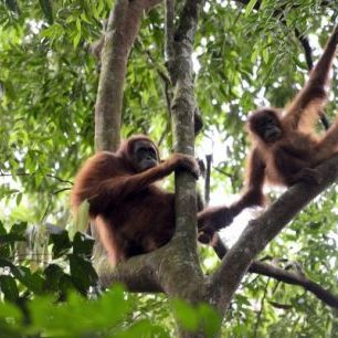 輸入壁紙 カスタム壁紙 PHOTOWALL / Female and Infant Orangutan (e314300)
