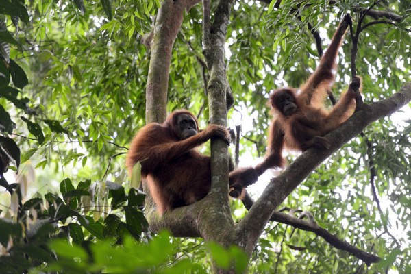輸入壁紙 カスタム壁紙 PHOTOWALL / Female and Infant Orangutan (e314300)