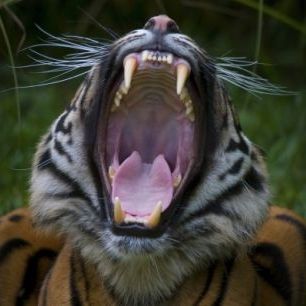 輸入壁紙 カスタム壁紙 PHOTOWALL / Yawning Tiger (e314434)