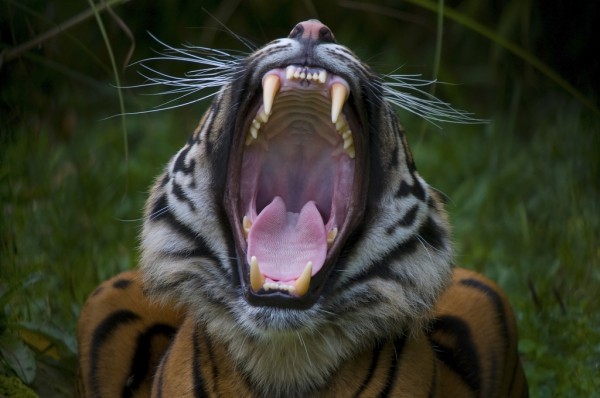 輸入壁紙 カスタム壁紙 PHOTOWALL / Yawning Tiger (e314434)