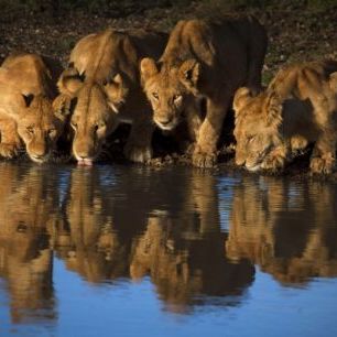 輸入壁紙 カスタム壁紙 PHOTOWALL / Lions of Mara (e312913)