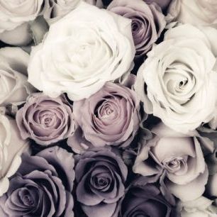 輸入壁紙 カスタム壁紙 PHOTOWALL / Dark Roses (e313225)