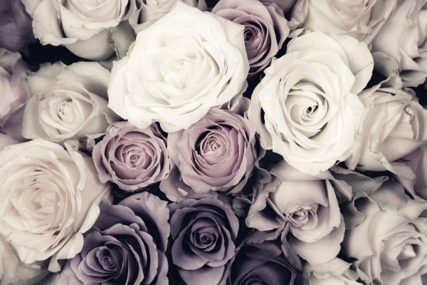 輸入壁紙 カスタム壁紙 PHOTOWALL / Dark Roses (e313225)