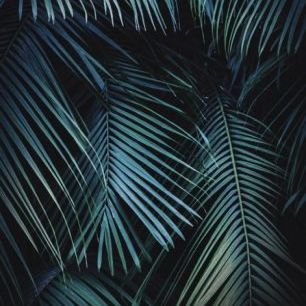 輸入壁紙 カスタム壁紙 PHOTOWALL / Palm Leaves in the Night (e313688)