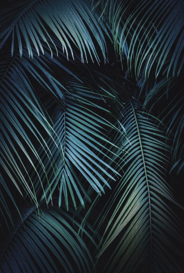 輸入壁紙 カスタム壁紙 PHOTOWALL / Palm Leaves in the Night (e313688)