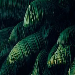 輸入壁紙 カスタム壁紙 PHOTOWALL / Tropical Palm Leaves (e313404)