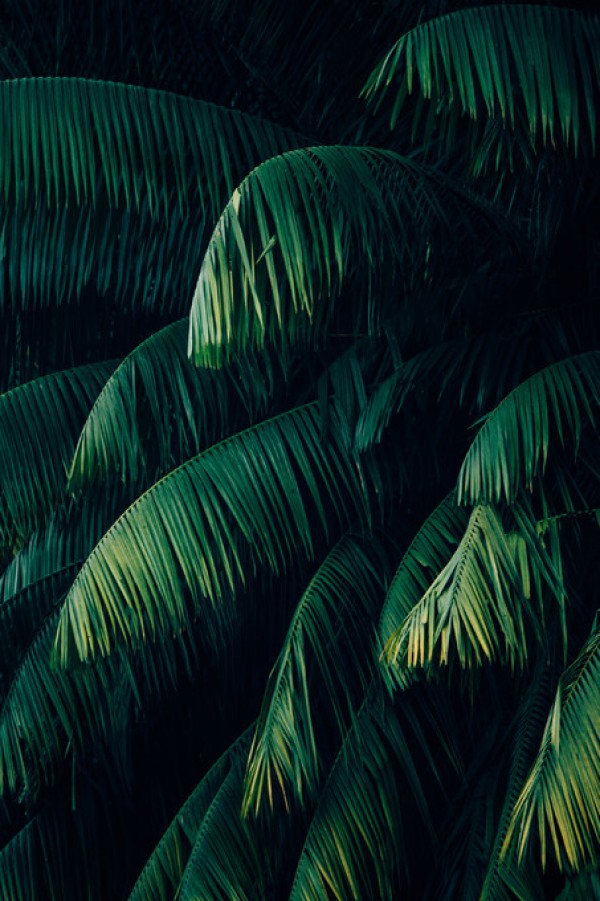 輸入壁紙 カスタム壁紙 PHOTOWALL / Tropical Palm Leaves (e313404)