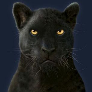 輸入壁紙 カスタム壁紙 PHOTOWALL / Black Panther Portrait (e313826)