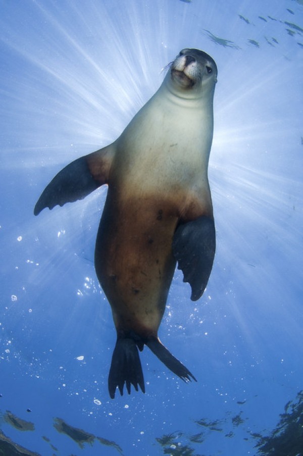 輸入壁紙 カスタム壁紙 PHOTOWALL / Australian Sea Lion (e314443)