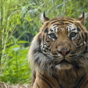 輸入壁紙 カスタム壁紙 PHOTOWALL / Male Sumatran Tiger (e314446)