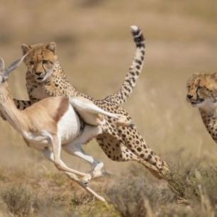 輸入壁紙 カスタム壁紙 PHOTOWALL / Cheetah Hunting Springbok (e314516)