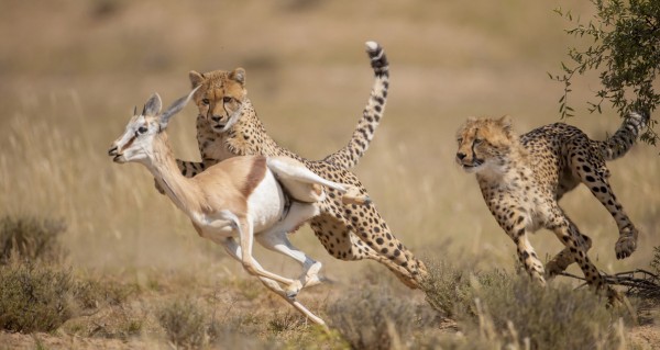 輸入壁紙 カスタム壁紙 PHOTOWALL / Cheetah Hunting Springbok (e314516)