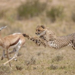 輸入壁紙 カスタム壁紙 PHOTOWALL / Cheetah Chasing Springbok (e314517)
