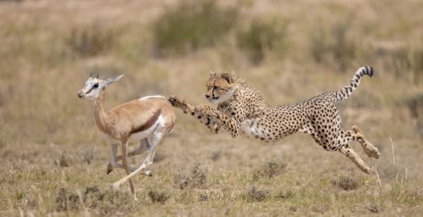 輸入壁紙 カスタム壁紙 PHOTOWALL / Cheetah Chasing Springbok (e314517)