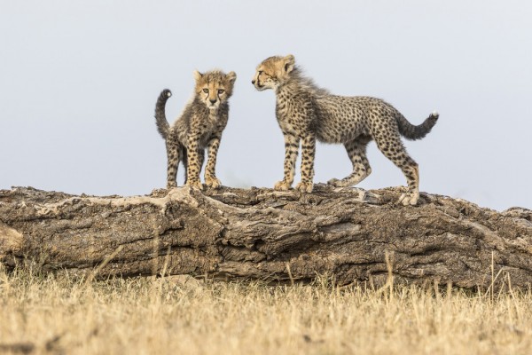 輸入壁紙 カスタム壁紙 PHOTOWALL / Cheetah Cubs II (e314519)