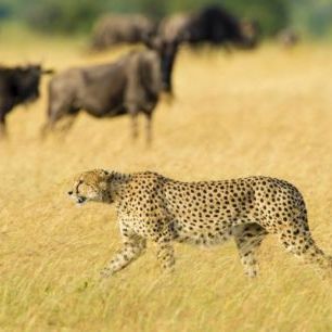 輸入壁紙 カスタム壁紙 PHOTOWALL / Walking Cheetah (e314521)