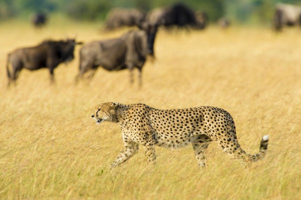 輸入壁紙 カスタム壁紙 PHOTOWALL / Walking Cheetah (e314521)