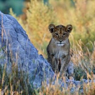 輸入壁紙 カスタム壁紙 PHOTOWALL / African Lion Cub (e314529)