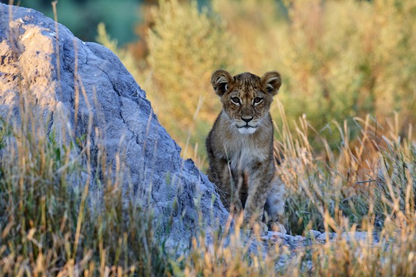 輸入壁紙 カスタム壁紙 PHOTOWALL / African Lion Cub (e314529)