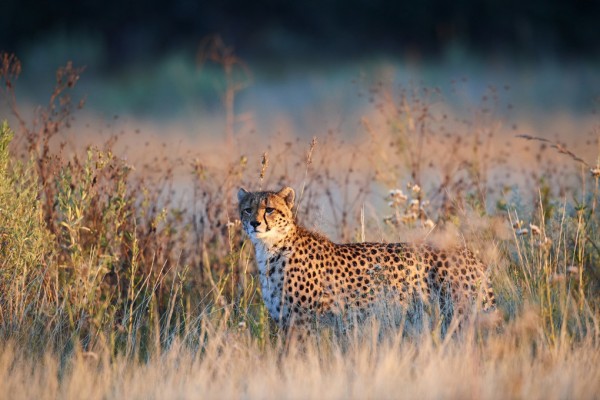 輸入壁紙 カスタム壁紙 PHOTOWALL / Cheetah in Morning Light (e314530)