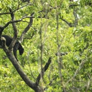 輸入壁紙 カスタム壁紙 PHOTOWALL / Black Panther in Tree (e314536)