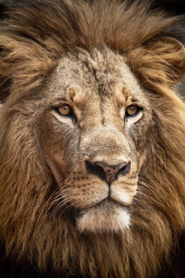 輸入壁紙 カスタム壁紙 PHOTOWALL / Stunning Lion (e314322)