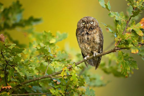 輸入壁紙 カスタム壁紙 PHOTOWALL / Eurasian Scops Owl (e312826)