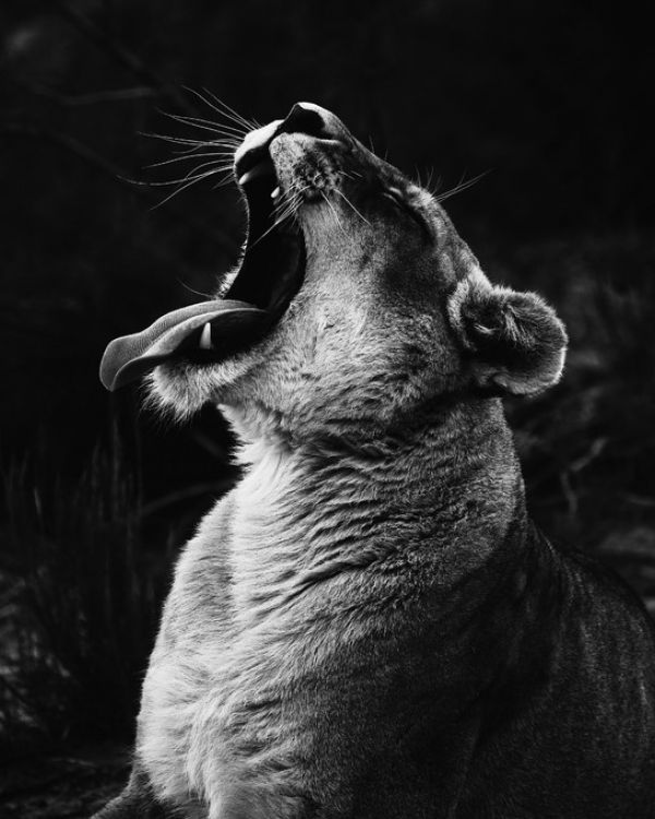 輸入壁紙 カスタム壁紙 PHOTOWALL / Yawning Lioness (e313526)