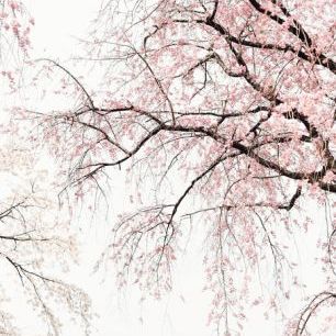 輸入壁紙 カスタム壁紙 PHOTOWALL / Cherry Blossoms (e314331)