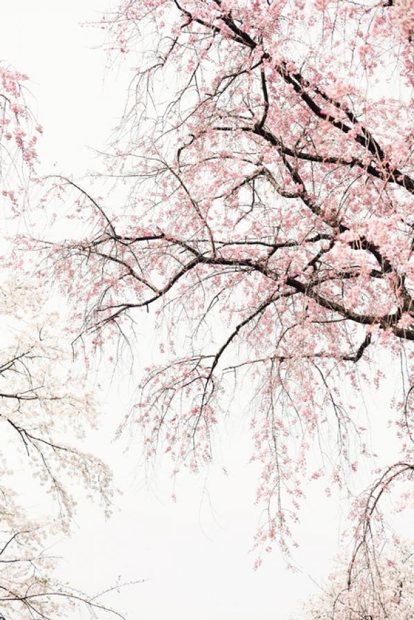 輸入壁紙 カスタム壁紙 PHOTOWALL / Cherry Blossoms (e314331)