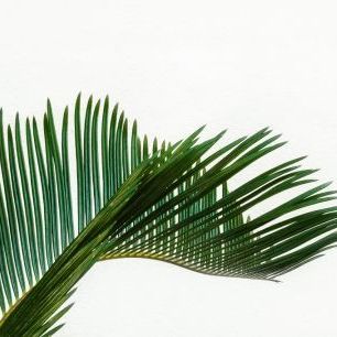 輸入壁紙 カスタム壁紙 PHOTOWALL / Palm Foliage (e314396)