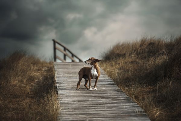 輸入壁紙 カスタム壁紙 PHOTOWALL / Dog on Boardwalk (e315311)