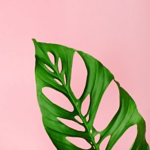 輸入壁紙 カスタム壁紙 PHOTOWALL / Philodendron Leaf (e316045)