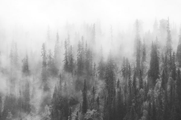輸入壁紙 カスタム壁紙 PHOTOWALL / Forest in Fog (e316058)