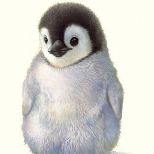 輸入壁紙 カスタム壁紙 PHOTOWALL / Penguin Chick (e312620)