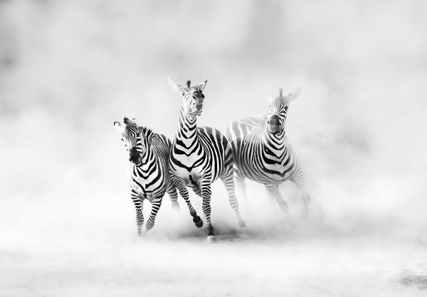 輸入壁紙 カスタム壁紙 PHOTOWALL / Zebras (e312914)