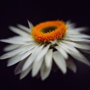 輸入壁紙 カスタム壁紙 PHOTOWALL / Magnific Flower (e313263)