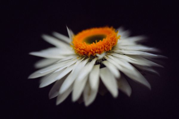 輸入壁紙 カスタム壁紙 PHOTOWALL / Magnific Flower (e313263)