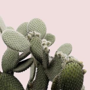 輸入壁紙 カスタム壁紙 PHOTOWALL / Cactus Light Pink Background (e313615)