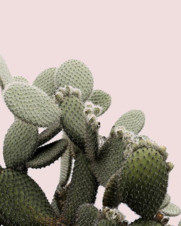 輸入壁紙 カスタム壁紙 PHOTOWALL / Cactus Light Pink Background (e313615)