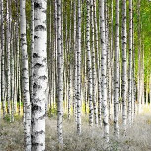 輸入壁紙 カスタム壁紙 PHOTOWALL / Birch Trees (e315837)
