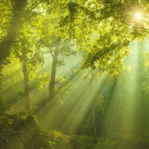 輸入壁紙 カスタム壁紙 PHOTOWALL / Green Forest Sunlight (e315852)