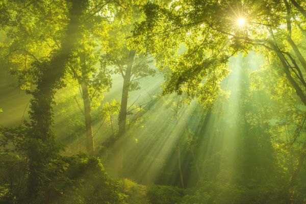 輸入壁紙 カスタム壁紙 PHOTOWALL / Green Forest Sunlight (e315852)