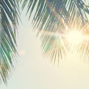 輸入壁紙 カスタム壁紙 PHOTOWALL / Palm Leaves Sunset (e315854)