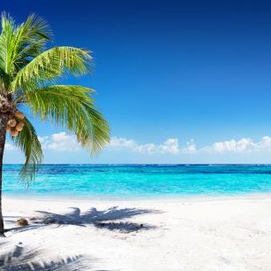 輸入壁紙 カスタム壁紙 PHOTOWALL / Coral Beach with Palm Tree (e315859)