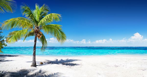 輸入壁紙 カスタム壁紙 PHOTOWALL / Coral Beach with Palm Tree (e315859)
