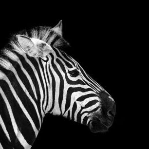輸入壁紙 カスタム壁紙 PHOTOWALL / Zebra Portrait (e316073)